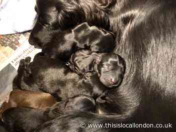 Puppy prices and demand Coco Brownlow
