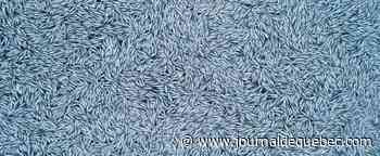 Des dizaines de milliers de poissons morts rejetés en mer