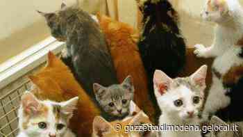 Soliera. Gattile finanziato con l'eredità: il Comune cerca fondi aggiuntivi - La Gazzetta di Modena