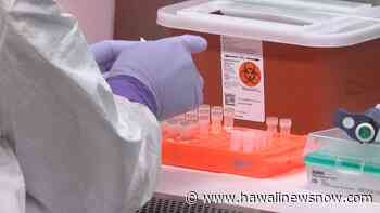 Hawaii reports 533 new coronavirus infections, no additional deaths - Hawaii News Now