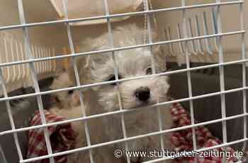 Stuttgart/Ostfildern - Peta deckt illegalen Welpenhandel auf - Stuttgarter Zeitung