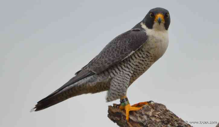 Why the world's fastest bird made a pit stop in Austin