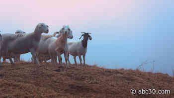 Star Creek Land Stewards helps fight wildfires with goats and sheep