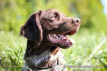 Dog owners warned of ‘treats laced with rat poison in Hackney park’ - Evening Standard
