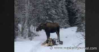 Alaskan Dogsled Team Faces Hour of Horror After Run-in with Moose in Woods