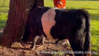 Curious Charlie, a headstrong bull, gets stuck in a tree - Gloucester Advocate