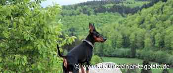 Blinder Passagier im Kofferraum – Hund macht unbemerkt Ausflug nach Prien - Traunsteiner Tagblatt