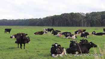 Former owner of Australia's largest dairy farm fails in bid to sue new owner