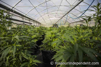 Missouri Supreme Court: Medical marijuana application info must be disclosed in appeals • Missouri Independent - Missouri Independent