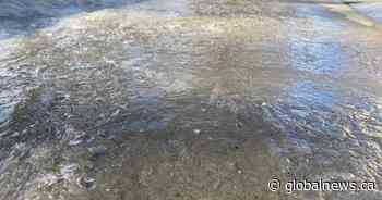 City of Edmonton dealing with overflowing road issues after freeze-thaw cycles