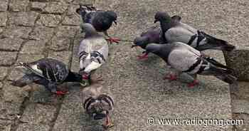 Marktheidenfeld: Bitte keine Tauben füttern - 106,9 Radio Gong