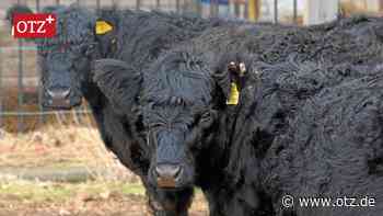 Fettes Teichgras vom Jenaer Windknollen fürs Rindvieh