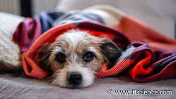 A Coronavirus May Be Behind Outbreak Of Mysterious Illness In UK Dogs - IFLScience