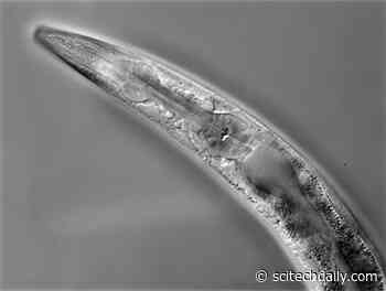 Discovery Could Help Tweak the Immune System To Fight Infections and Disease