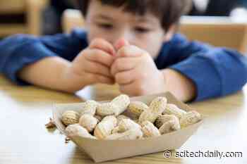 Two Highly Effective Treatments That Induce Peanut Allergy Remission in Children