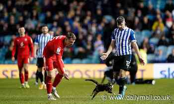 Sign up the pitch invader! A curious CAT disrupts Sheffield Wednesday's victory over Wigan