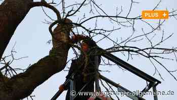 Sterbende Eschen entlang des Lechs in Meitingen sind eine Gefahr für Passanten - Augsburger Allgemeine