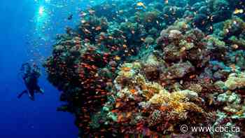 Our oceans are hotter than ever. Scientists say they worry about what that means for our future