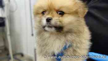 Illegaler Welpenhandel gestoppt: Tiere sind in schlechtem Zustand