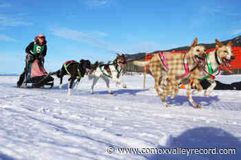 BC dog sled race draws competitors from around the world – Comox Valley Record - Comox Valley Record