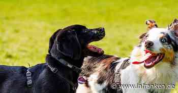 Bamberg: Stadtratsfraktionen wollen Hundewiese im ERBA-Park