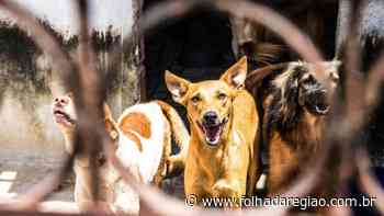 Câmara de Birigui vota proibição de sacrifício de cães e gatos saudáveis - Folha da Região