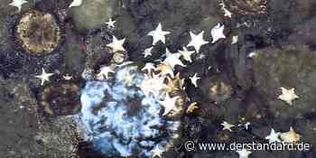 Wuchernde Schwammgärten an unerwarteter Stelle entdeckt - Natur - DER STANDARD