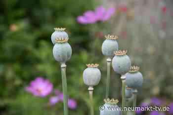 „Im Garten des Lebens“: Oasentag auf Schloss Hirschberg - Neumarkt TV