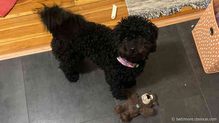 Baltimore Woman Pleads For Return Of Dog Taken In Charles Village Burglary