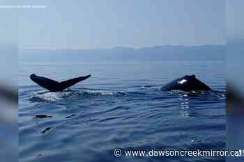 How do whales not drown during lunge-feeding? - Dawson Creek Mirror