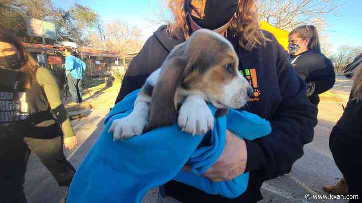 100K pets alive — and counting — for Austin animal shelter