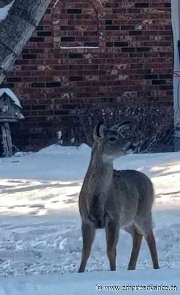 Deer cause trouble in town - Virden Empire Advance