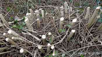 Gehölzschnitt in Essen: Bald gilt wieder die Schonzeit - Westdeutsche Allgemeine Zeitung
