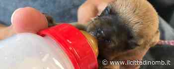 Enpa Monza: «Per San Valentino regalate un'adozione a distanza» - Il Cittadino di Monza e Brianza