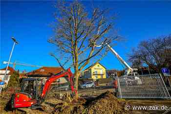 Wegen neuem Kreisverkehr: Über 40 Jahre alte Platane in Balingen muss umziehen - Zollern-Alb-Kurier