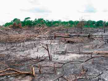 Gentechnik kann sich positiv aufs Klima auswirken, Rheinische Friedrich Wilhelms Universität Bonn, Gütsel Online - Gütsel