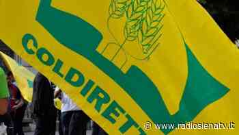 Coldiretti Siena contro Nutriscore: “Bollino nero sul vino attacco della UE al territorio e all’export” - RadioSienaTv