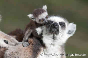 Just Like Us: Animals Also Mooch Off Their Parents