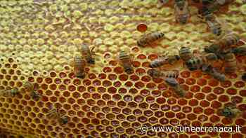 Più api e oasi fiorite in provincia di Cuneo: i Comuni possono aderire al progetto Crc e Agrion - Cuneocronaca.it