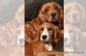 Send us your photos of East Lancashire's cutest pets
