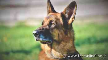 I suoi cani avrebbero aggredito un malcapitato: assolto termolese - Termoli Online