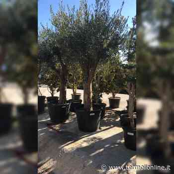 Giovanni Palatucci, un ulivo per ricordare il questore che salvò gli ebrei - Termoli Online