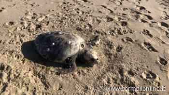 Termoli: Tartarughe marine spiaggiate, fenomeno senza tregua - Termoli Online