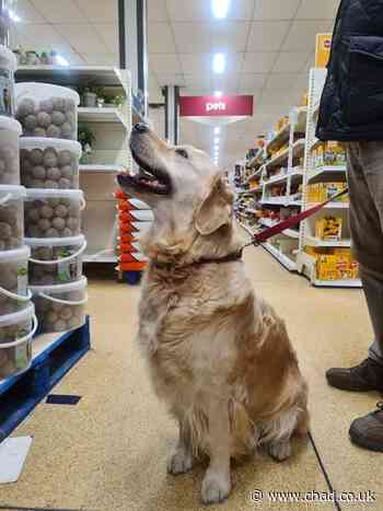 Full list: Wilko welcomes pets into hundreds of its stores - including Sutton, but not in Mansfield | Mansfield and Ashfield Chad - Mansfield and Ashfield Chad