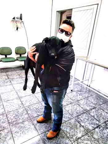 Capivari de Baixo: castração de cães e gatos gratuitamente em 2022 é garantida pela prefeitura - Notisul