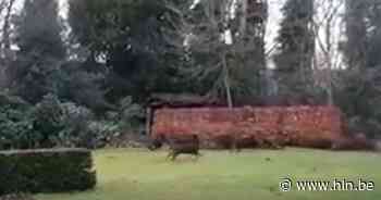 Opvallende beelden van krijsende everzwijnen in Genk: “Je kan hier amper nog met de honden wandelen” - Het Laatste Nieuws