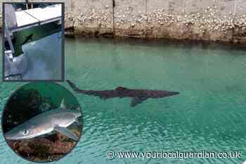 The types of sharks found in UK waters