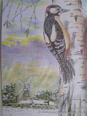 Nature Notes: Let's hear it for our woodpeckers