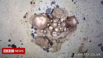 'Alien-like' life thrives on dead matter in Arctic deep