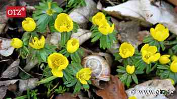 Blütenteppich entlang der Ammerbacher Straße in Jena